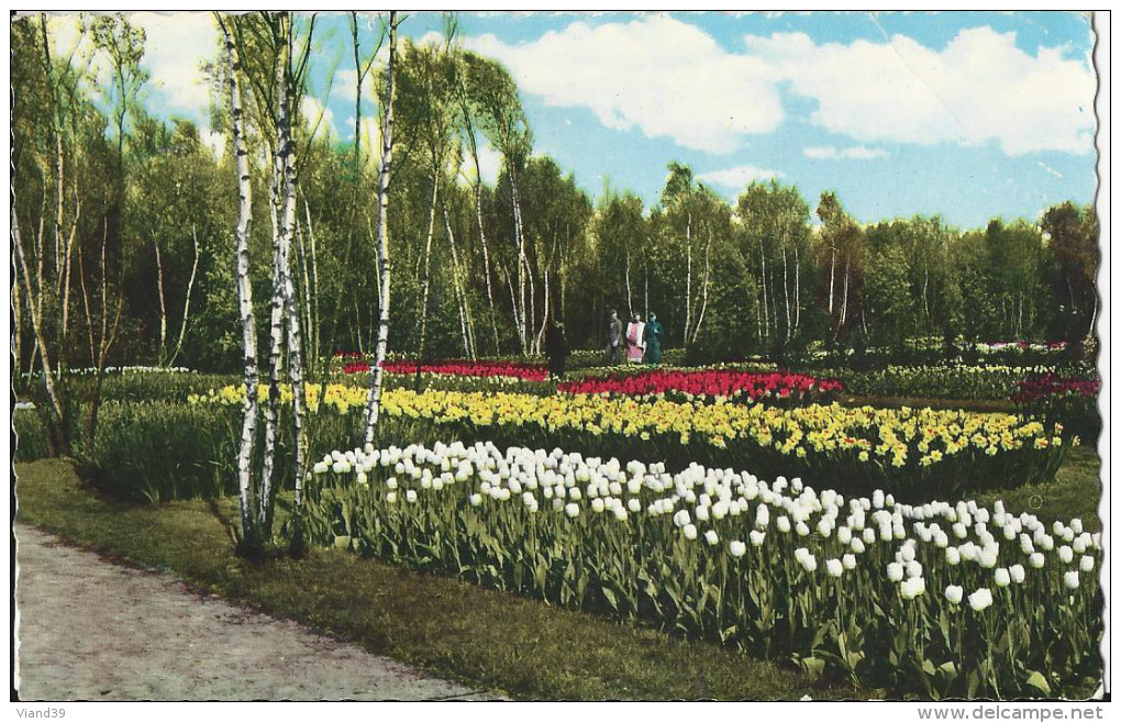 Keukenhof - Parc Fleuri Tulipes - Lisse