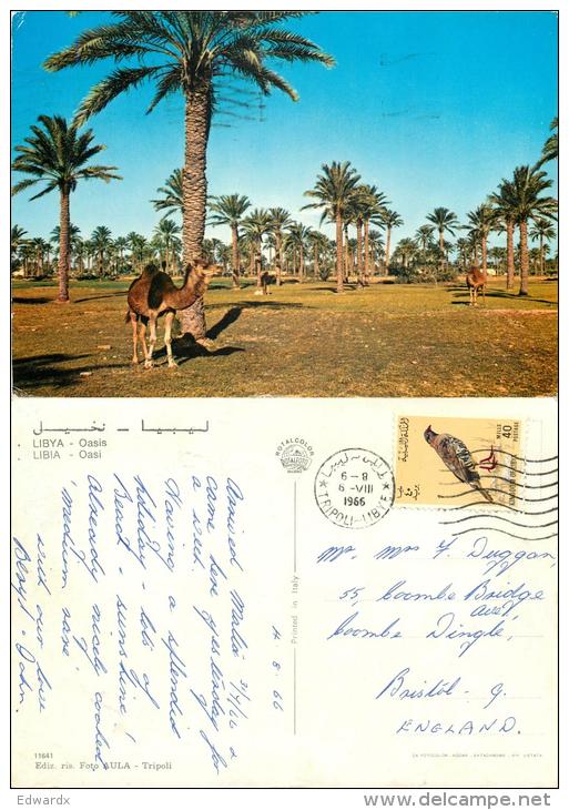 Oasis, Libya Postcard Posted 1966 Stamp - Libya