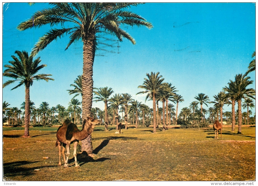 Oasis, Libya Postcard Posted 1966 Stamp - Libya