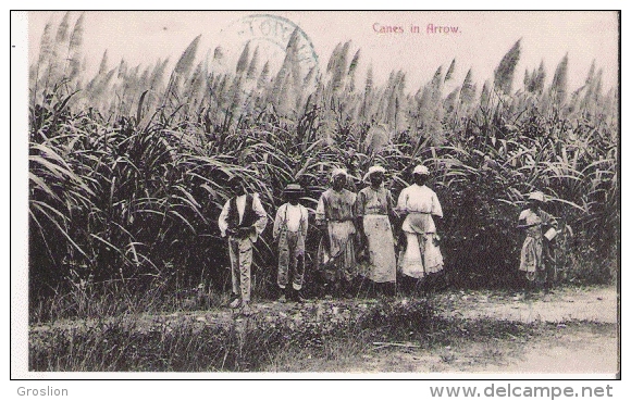 BARBADOS  CANES IN ARROW - Barbados (Barbuda)