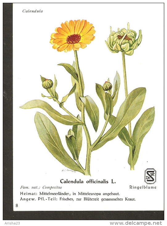 5k. Germany Flora Flower Calendula Plant - Rigelblume - Plantes Médicinales