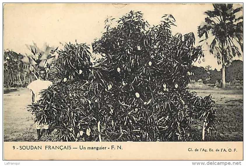 Pays Div- Afrique - Ref B369- Soudan Francais - Un Manguier - La Mangue -dos Non Séparé  -carte Bon Etat  - - Soudan