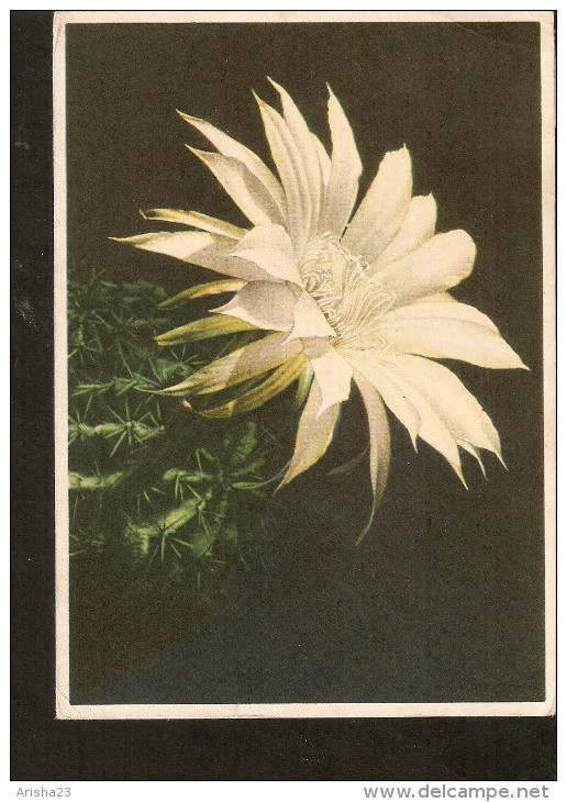 5k. Germany Flora Flowers Cactus - 1962 Fabfoto Helmut Schafer - Erhard Bunkowsky - Cactusses