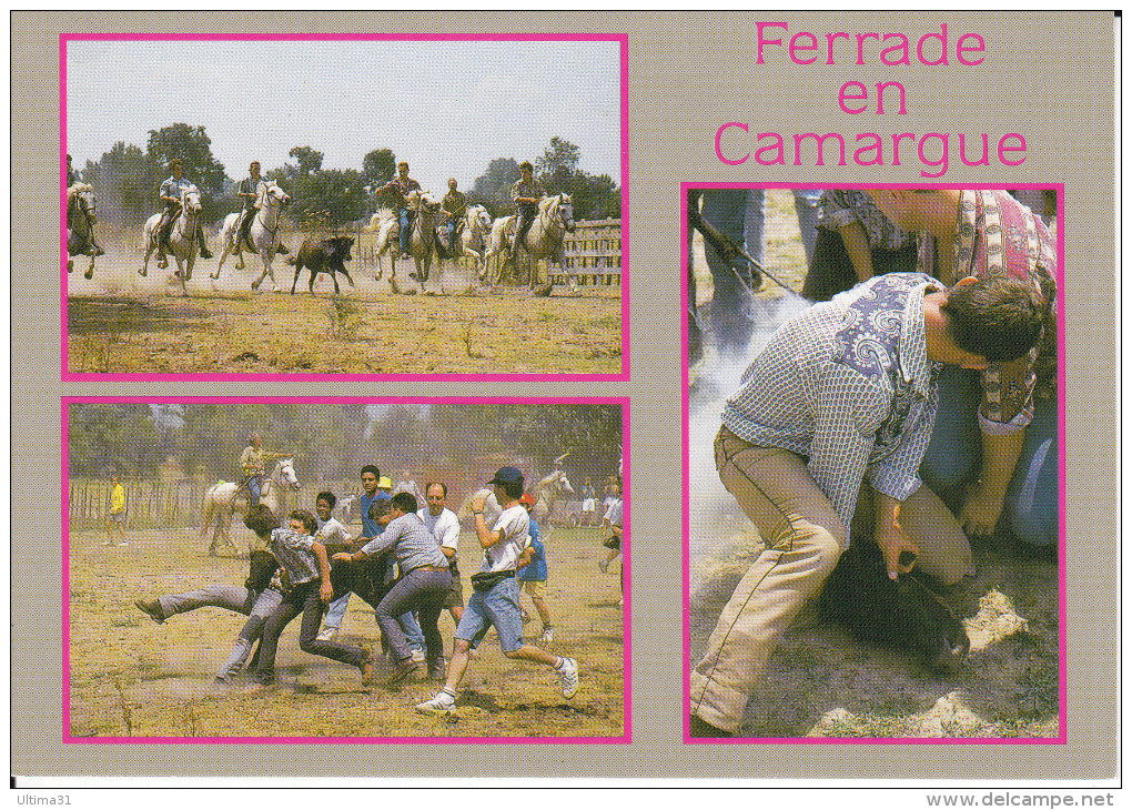 CPM CHEVAL CHEVAUX FERRADE EN CAMARGUE DIVERS ASPECTS - Pferde