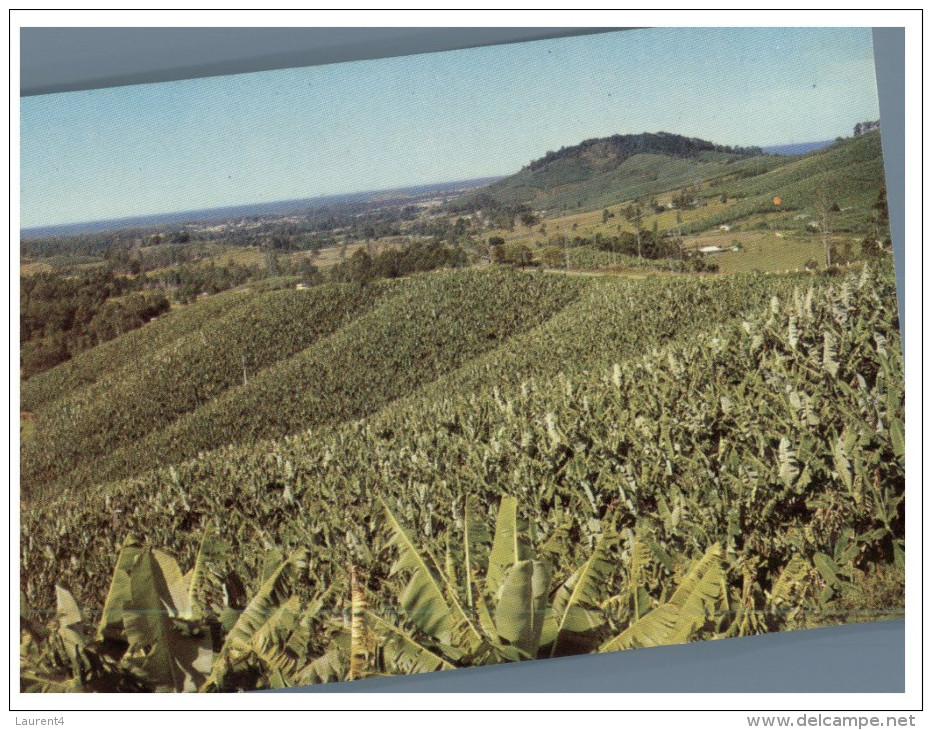 (PH 23) Australia - NSW - Coffs Harbour And Bananas - Coffs Harbour