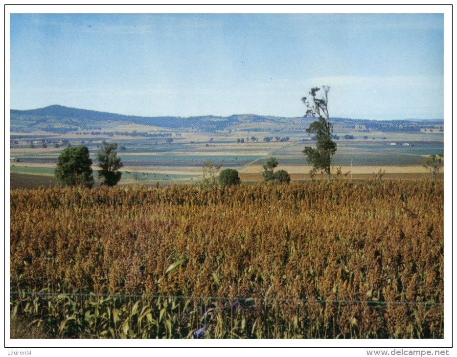 (PH 23) Australia - Sorghum Harvest - Outback