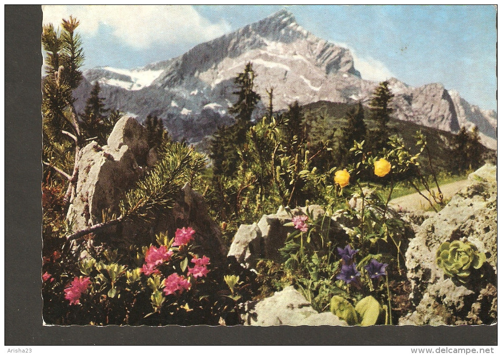 5k. Germany Flora Alpenflora Am Fusse D. Alpspitze - Photo Hans Huber, Garmisch-Partenkirchen Schneider Optik Kreuznach - Geneeskrachtige Planten