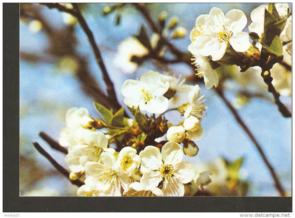 5k. Bulgaria Flora Flowers Cherry Apple ? Photo Doichev - Bomen