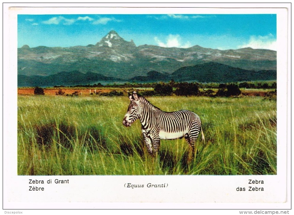 M1617 Zebra Di Grant - Zebre - Equus Granti / Non Viaggiata - Zebras