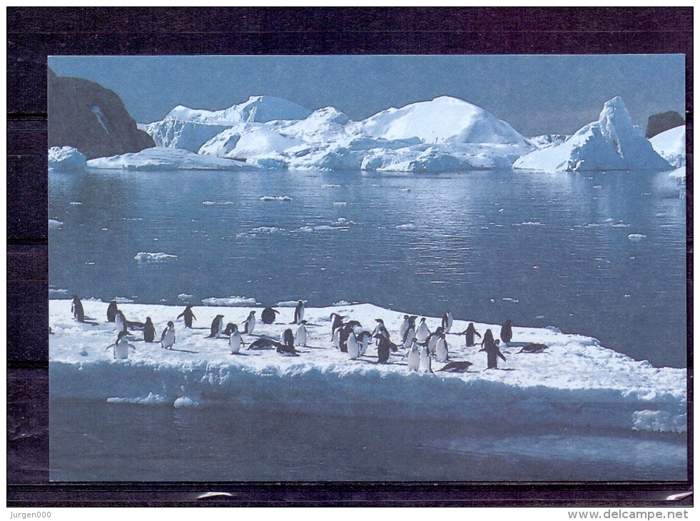 Terres Australes Et Antarctiques Françaises - Amiral Max Douguet 19/3/1989  (RM4269) - Pinguini