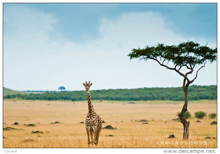 [ T04-002 ]  Giraffes Girafe ,  China Pre-stamped Card, Postal Stationery - Giraffes