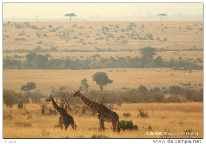 [ T04-005 ]  Giraffes Girafe ,  China Pre-stamped Card, Postal Stationery - Giraffes