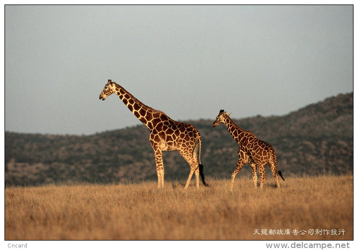 [ T04-006 ]  Giraffes Girafe ,  China Pre-stamped Card, Postal Stationery - Girafes