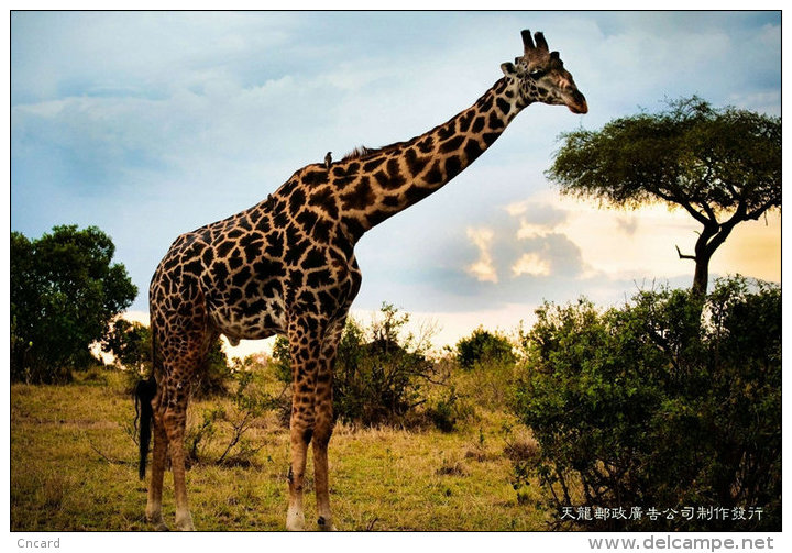 [ T04-009 ]  Giraffes Girafe ,  China Pre-stamped Card, Postal Stationery - Giraffes