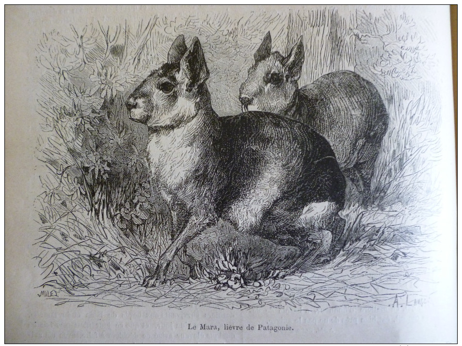 Le Mara , Liévre De Patagonie , Gravure De Lançon Dessin De Mulet 1874 Avec Texte - Historische Documenten