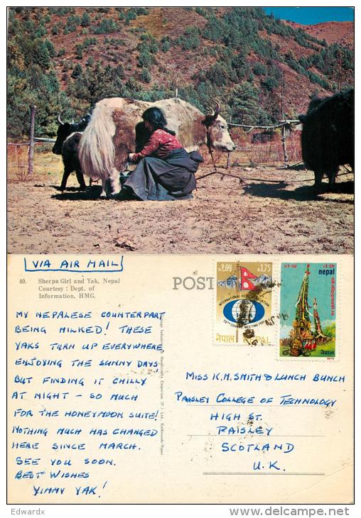 Sherpa Girl And Yak, Nepal Postcard Posted 1981 Stamp - Népal