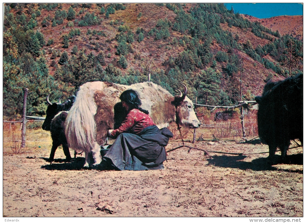 Sherpa Girl And Yak, Nepal Postcard Posted 1981 Stamp - Nepal