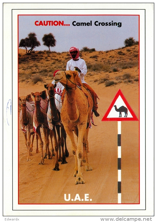 Camel Crossing, UAE Postcard Posted 2006 Stamp - United Arab Emirates