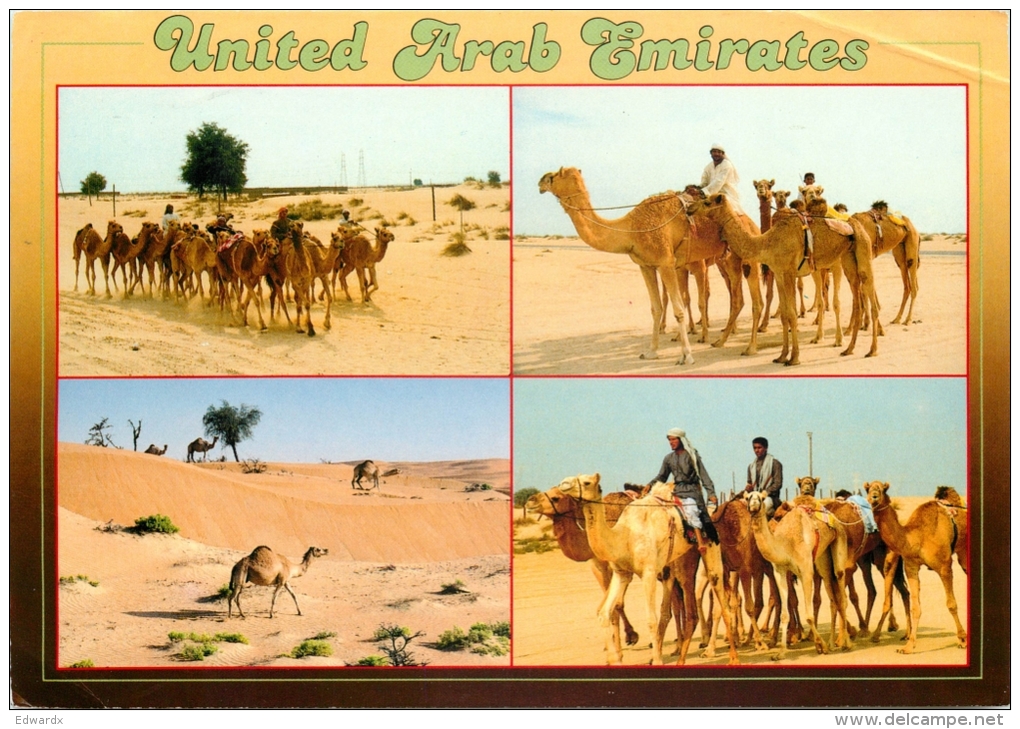 Camels, UAE Postcard Posted 1991 Stamp - United Arab Emirates