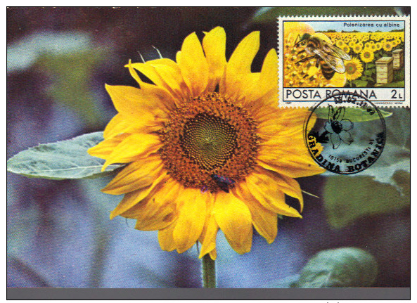 Romania, Maximum Card, Plants, Flowers, Sunflower - Andere & Zonder Classificatie