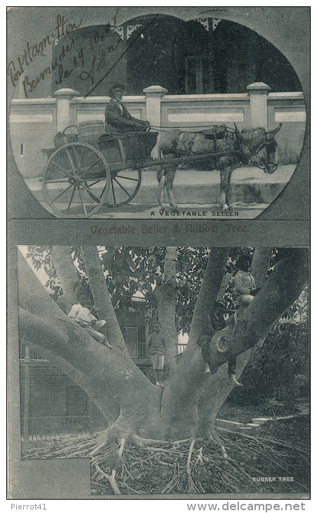 ANTILLES - BERMUDES - BERMUDA - Vegetable Seller & Rubber Tree - Ecrite à PORT HAMILTON En 1906 - Bermudes