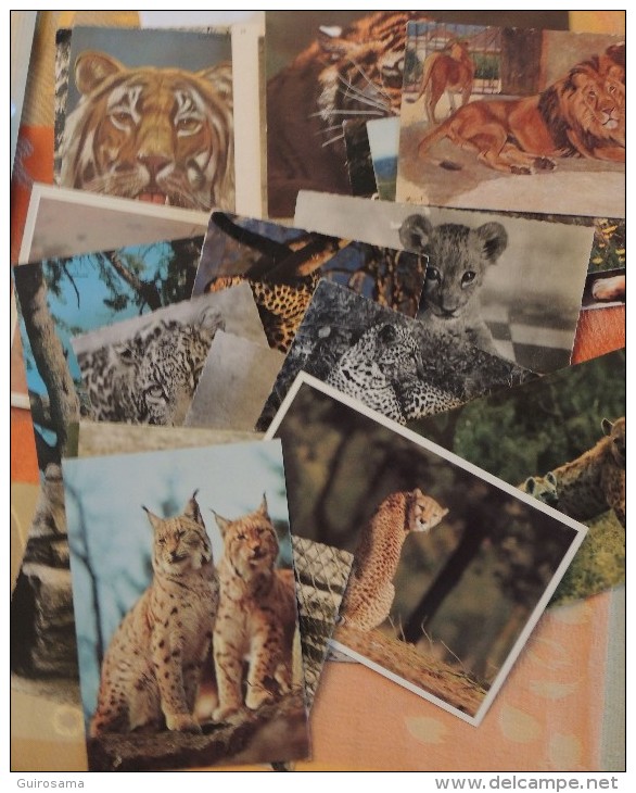 Lot De 22 Cartes Sur Les Grands Carnivores : Lions, Tigres, Hyènes, Guépards, Lynx - 5 - 99 Cartoline