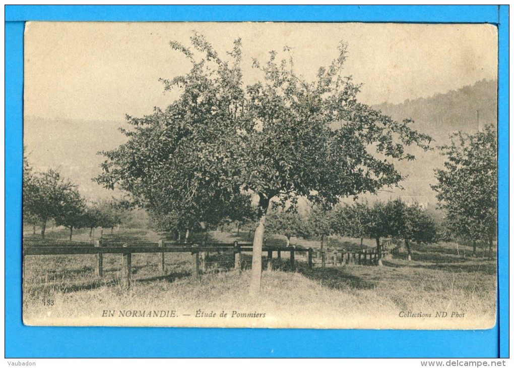 CP, EN NORMANDIE, Etude De Pommiers, Vierge - Basse-Normandie