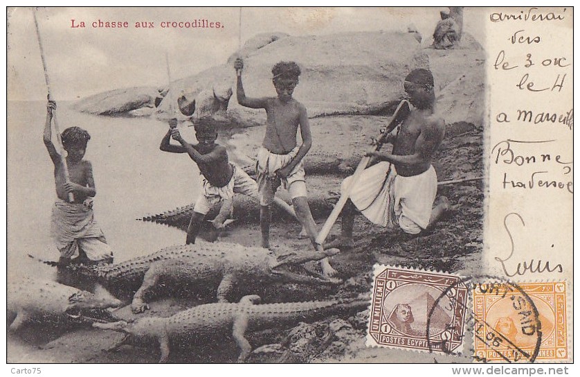 Egypte - Port-Said - Chasse Aux Crocodiles - Postal Marks - Port-Saïd