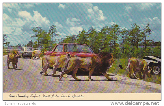 Florida West Palm Beach Lion Country Safari Curteich - West Palm Beach