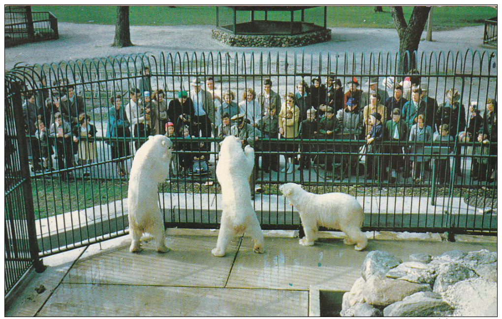 Polar Bear Exhibit, Racine Zoological Park, Racine, Wisconsin, 40-60s - Bären