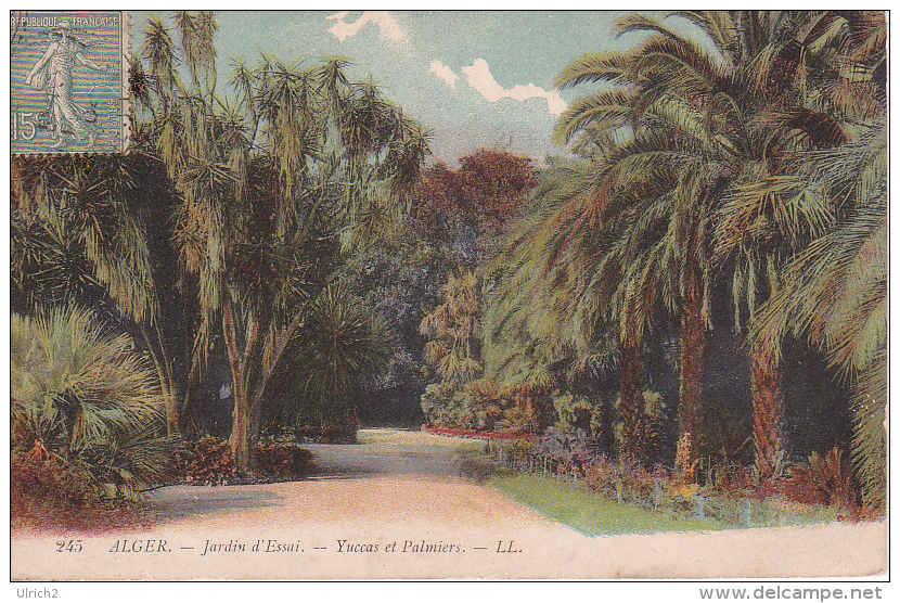 CPA Alger - Jardin D'Essai - Yuccas Et Palmiers - 1917 (2417) - Norwegen