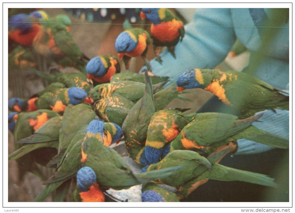 (PH 34)  - Australia - QLD - Lorikeet Feeding - Outback