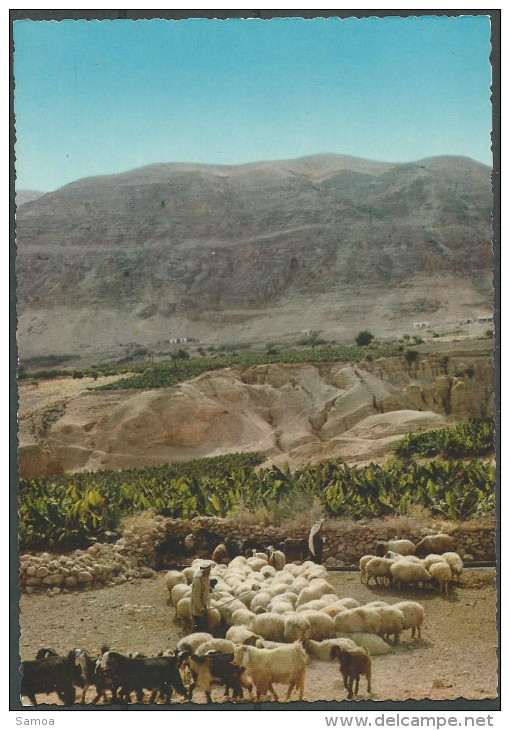 Jordanie - Kingdom Of Jordan - Moutons - Flock Of Sheep - Jordanie