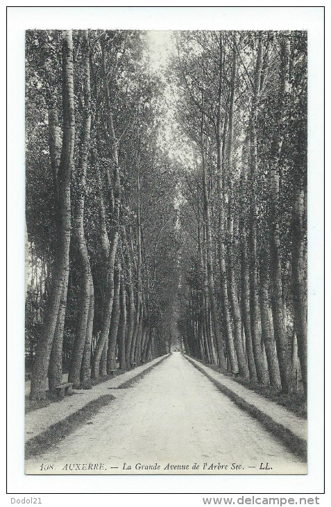 Auxerre - La Grande Avenue De L'Arbre Sec - Auxerre