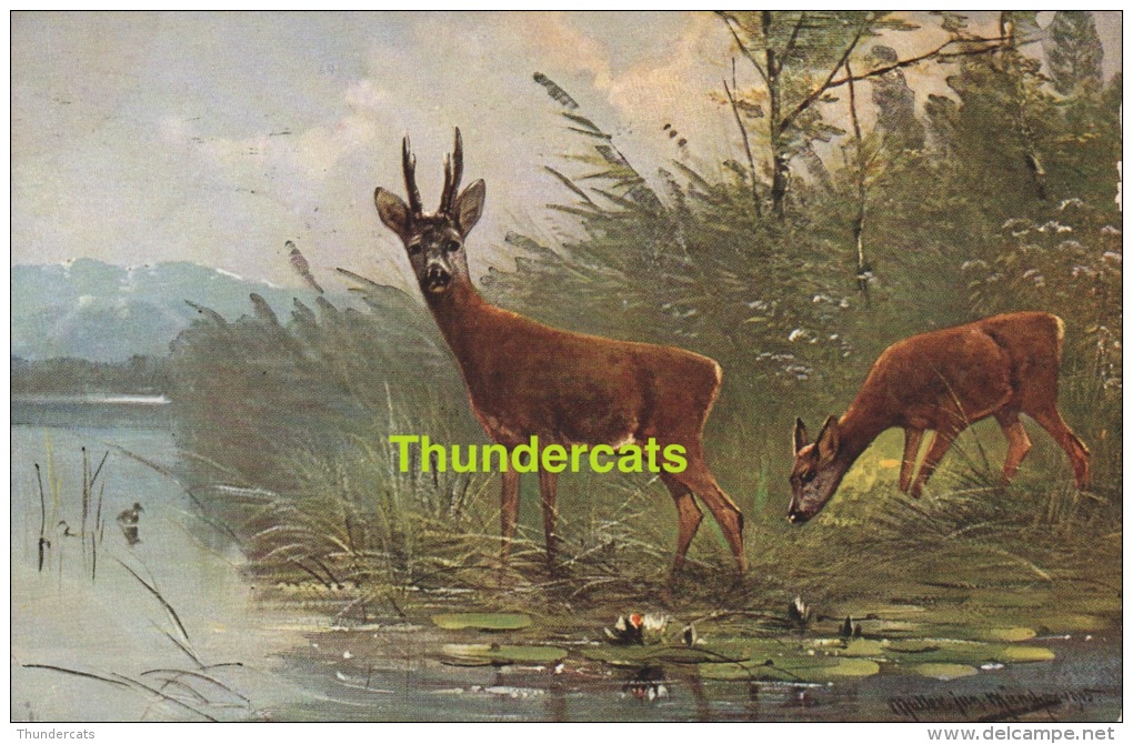 CPA ILLUSTRATEUR ** ARTIST SIGNED CARD ** AUGUST MULLER MUNCHEN ** BICHE DEER - Müller, August - München