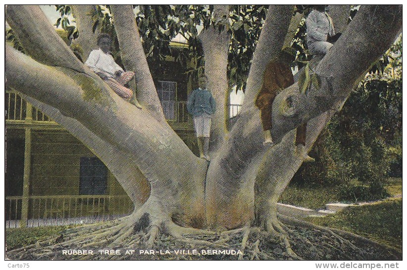 Amérique - Antilles - West Indies - Bermuda - Rubber Tree - Caoutchouc - Bermudes