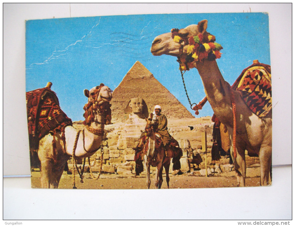 Camel Driver Bnear The Sphinx And Khafe Pyramid "Giza" (Egitto) - Gizeh