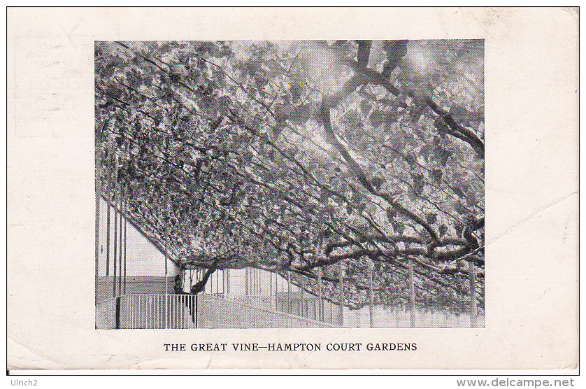 PC Hampton Court Gardens - The Great Vine - 1925 (2569) - Middlesex