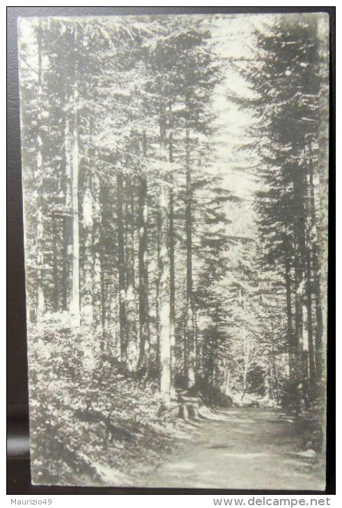 VALLOMBROSA 1914 24 Maggio INTERNO DI UN'ABETINA - QUARTIERE POSTALE -VIAGGIATA X FORLì - VEDI FOTO - Bäume