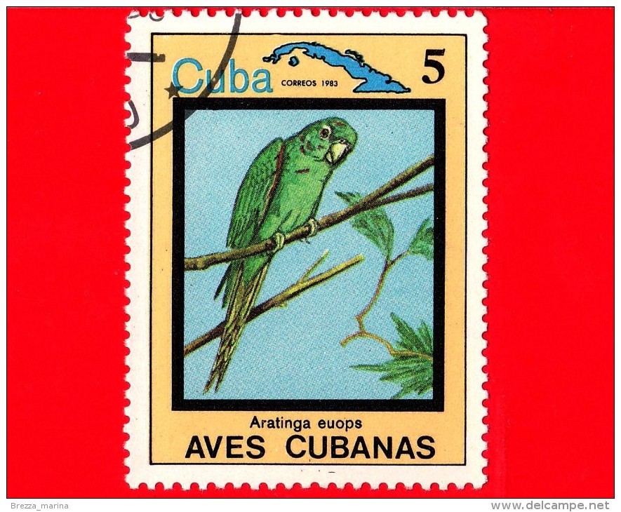 CUBA - 1983 - Animali - Fauna - Uccelli Cubani - Birds - Aves - Aratinga Euops - 5 - Gebruikt