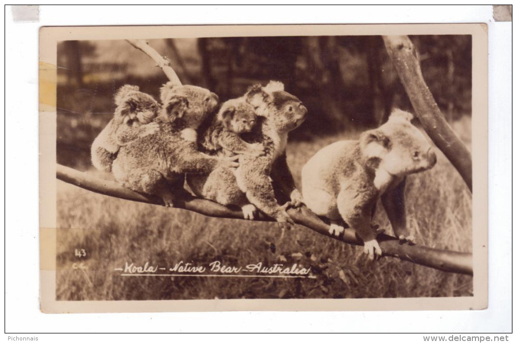 AUSTRALIA KOALA Koalas Real Photo - Autres & Non Classés