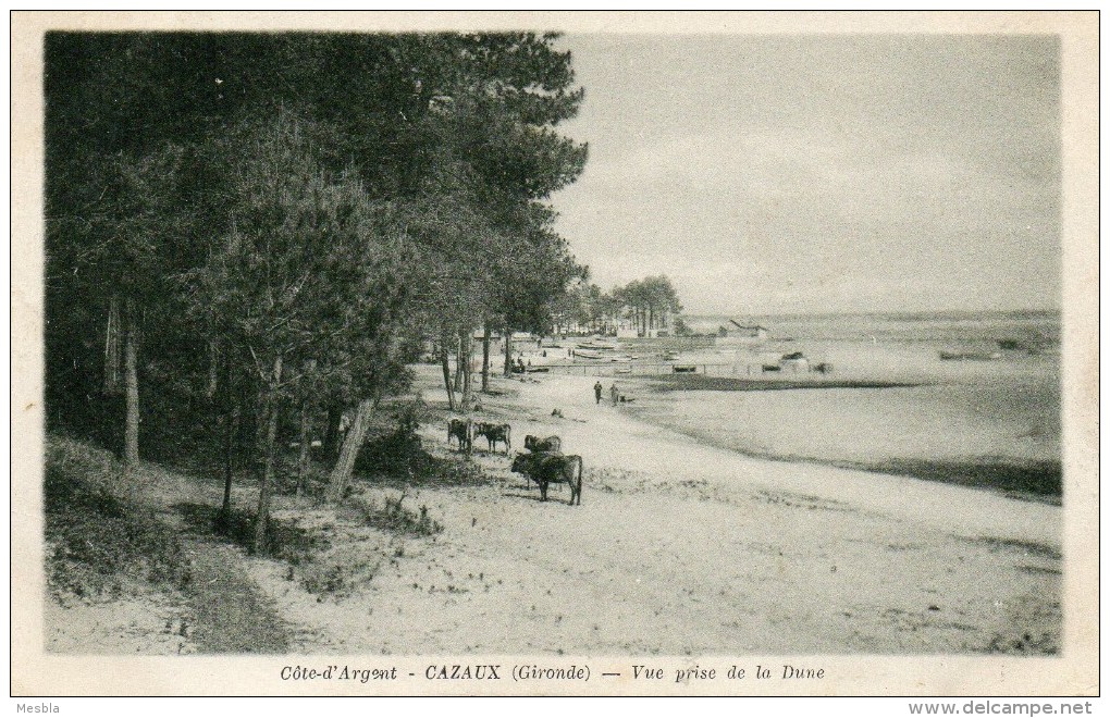 CPA  -  CAZAUX  (33)  Vue Prise De La Dune   ( Vaches) - Autres & Non Classés