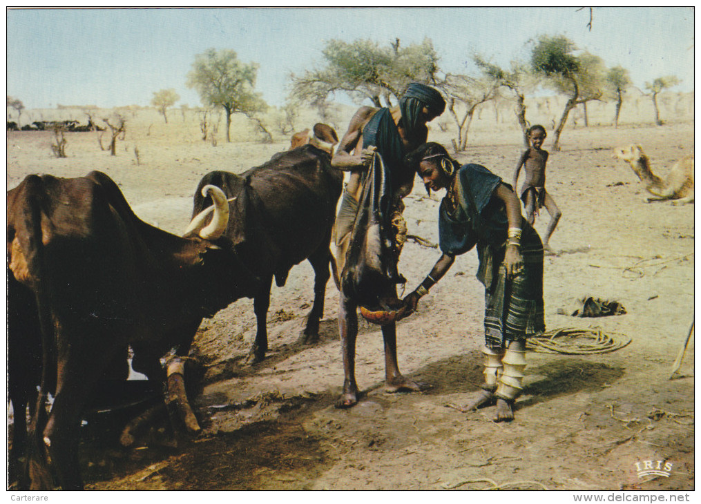 AFRIQUE,NIGER,scène De Vie BOROROS à  TILLIA,BOEUF,femme Africaine - Niger