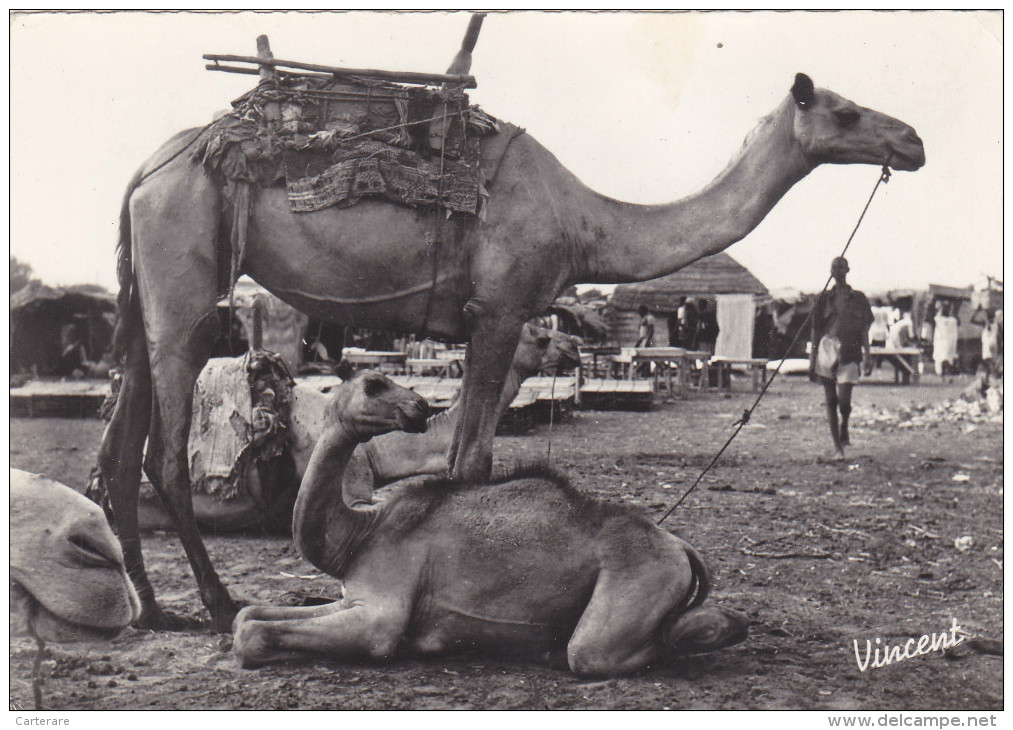 AFRIQUE Occidentale Française,colonie,HAUTE VOLTA,BURKINA FASO,chameau,chamelle Et Son Petit,village,rare - Burkina Faso