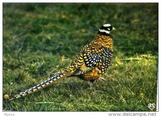 01  VILLARD LES DOMBES Parc Ornithologique Departemental De La Dombes Faisan Venere - Villars-les-Dombes