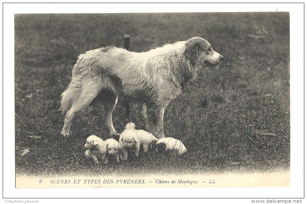 Cp, Animaux, Pyrénées,  Chiens De Montagne, écrite - Cani