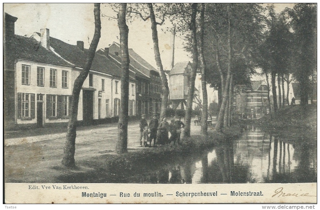 Scherpenheuvel - Molenstraat - Windmolen - 1903 ( Verso Zien ) - Scherpenheuvel-Zichem