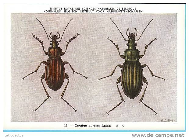 KBIN / IRSNB - Ca 1950 - Insecten Van België - Kevers - 8 - Coleoptera, Beetles, Coléoptères - Insectes
