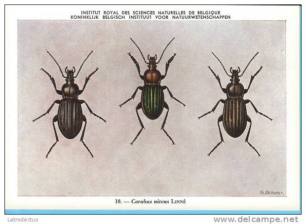 KBIN / IRSNB - Ca 1950 - Insecten Van België - Kevers - 7 - Coleoptera, Beetles, Coléoptères - Insectes