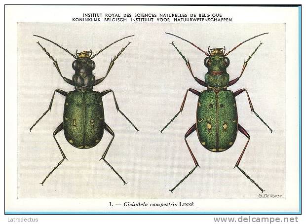 KBIN / IRSNB - Ca 1950 - Insecten Van België - Kevers - 1 - Coleoptera, Beetles, Coléoptères - Insectes